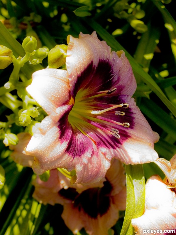 Dew on the Lily